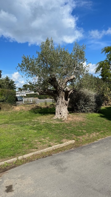 image1.jpeg
